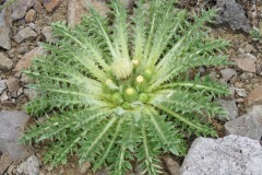 Elk Thistle: Volcanic and metamorphic habitats from low meadows to rocky summits
