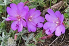 Rockfringe: Uncommon species on high elevation moist rocky slopes and dry stream beds i.e. RoundTop Spur trail