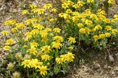Wooly Sunflower: 4-20” high with drooping petals. Found below 12000’ in open dry rocky places. Leaves are white-wooly underside  and deeply lobed and fragrant