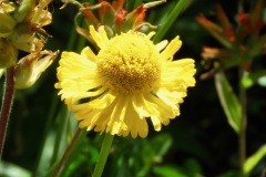 Sneezeweed: Occasional in medium elevation moist places. Central disc maybe yellow to brown. Dried flowers used as snuff to induce sneezing