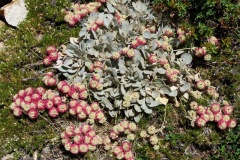 Lobb's Buckwheat: Mid to high elevation in rock outcroppings. Prostrate flowers turn red by late summer