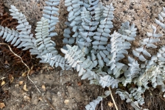 Bridges Cliff-brake-Fern species growing in rocky granitic soils