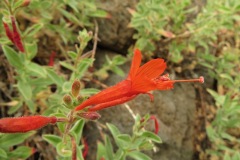 California Fucsia: A favorite of hummingbirds. Flowering in late summer below 9000’ on rocky outcrops, gravelly ridges and on mountain slopes for example in the Silver  and Wright’s Lk areas.