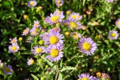 Western Mountain Aster: A later blooming composite flower (late July onward) common to 9000’ ft. Leaves are on the stem and many small flower heads.