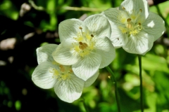 Grass of Parnassus/Emigrant Lake: Member of the saxifrage family blooms late summer in moist habitat. Emigrant Lake and Carson Pass area