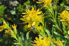 Yellow Rabbitbrush- Widespread plant in western US in sagebrush steppe, flowering in the fall and providing important nectar source. Similar species with different leaf structure is Rubber Rabbitbrush.