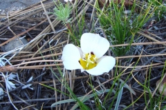 Leichtlins-Mariposa-Lily
