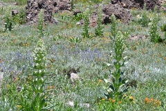 Monument-PlantGreen-GentianFrasera1
