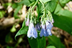 Mountain Bluebells: moist seeps and stream edges to 10,000’. Genus also known as lungworts for their use as treatments for lung disease