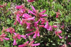 Newberry-PenstemonMountain-Pride