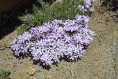 Phlox
