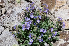 Showy Polemonium:In it’s rocky habitat at the back of Roundtop Lake.