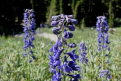Tall-Larkspur