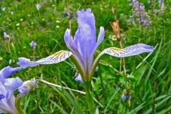 Western-Blue-Flag-Iris