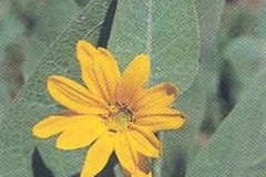 Mule ear