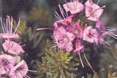 Red Mountain Heather