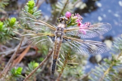 Green-Darner-Dragonfly
