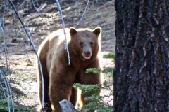 Black Bear/ursus americanus:Surprised to find this male this morning near Lyon’s Creek area. Lighting not the best, so a little blurred. Looks pretty healthy. Almost anything its paws can reach serves as food.