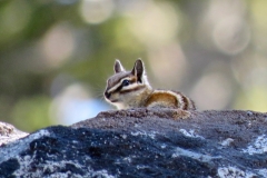Lodgepole Chipmunk:Brightest colored of the Chipmunks. On the ground or in the trees from 5000’to 8500'