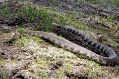 Northern Pacific Rattlesnake:Near Lyons Creek @ 7000’. Rodents are primary prey. The ‘rattle’ forms from molting, often 2-3 times per year.