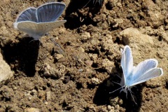 Boisduval's Blue :butterflies often cluster around mud puddles licking salt and water.