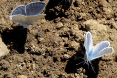 Boisduval\'s Blue :butterflies often cluster around mud puddles licking salt and water.