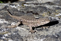 Sierra Western Fence Lizard: from central valley to 9000’ on rocks ,trees and fences searching for insects and spiders. can darken skin when cold to help absorb sunlight