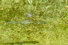 Rainbow Trout: non-native planted trout in high county lakes and streams. Being removed from some lakes to protect Yellow-legged frogs.