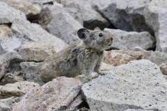 Pika: uncommon and declining in subalpine belt to 12000’ in rock slides. Distant relative of true rabbits and also called a Rock Rabbit. Harvesters of vegetation that is stored for winter in rocky shelters.