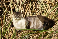 River Otter: Weasel like in appearance and aquatic in habitat, a scarce resident of some river systems to 8000’. Weigh up to 6 #.