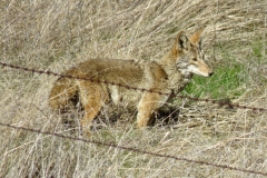 Coyote: Our native 'wild dog' remains common despite persistent persecution, living from cities to the Sierra.  They are opportunistic food gatherers and about the size of a collie.  Noted for their singing at dawn and dusk.