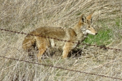 Coyote: Our native \'wild dog\' remains common despite persistent persecution, living from cities to the Sierra.  They are opportunistic food gatherers and about the size of a collie.  Noted for their singing at dawn and dusk.