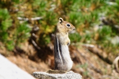Golden-Mantled Ground Squirrel/spermophilus lateralis: commonest and tamest of the ground squirrels with stripes not extending onto head and neck, food a mixture of plant material found on the ground i.e. leaves, seeds and fungi.
