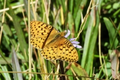Great Basin Fritillary butterfly/Lake Margaret