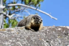 Yellow Bellied Marmot: Largest of the squirrel tribe. Prefer meadows for foraging and rock outcroppings for lookouts. Hibernate in winter.Loud sharp whistle