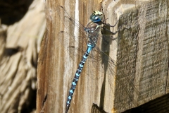 Variable  Darner Dragonfly at Wrights Lake