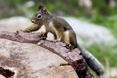 Chickaree: Talkative squirrel found between 5000 to 11,000’. Active year round feeding on cached seeds during the winter.
