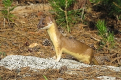 Long-tailed Weasel: Wide spread thru out the Sierra, a fearless little carnivore that is active at all seasons. Change to white coat for winter