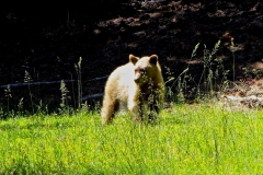 Cinnamon Toned Black Bear: In spring and early summer, black bears can be found in the meadows digging for roots and forbs, like this young one in Jack Schneider Meadow/Caples trail. Please do not feed the bears and make them dependent on human food and contact.
