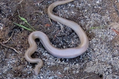 Rubber-Boa: Small docile native Boa with blunt tail found in moist sandy areas. hunts small mammals and reptiles