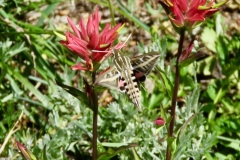 White-lined-sphinx-Moth