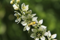 Yellow-Velvet-Beetle