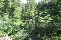 This is as far as i could go down toward red Lake. The trail was just grown over. It is how it must have looked to the pioneers before they blazed a trail.