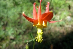 Columbine.