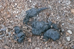 Bear scat.