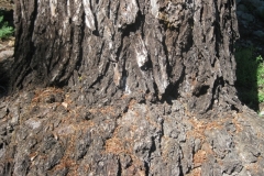 Scar is mostly grown over.