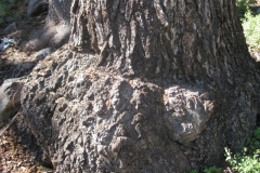 The slope was often 45 degrees. Wagons were unloaded , dissembled and everything either carried on the back of men or oxen were double yoked and pulled wagon parts up the slope. Ropes and chains were rapped around trees to get a purchase. This tree shows the scar from from such activity.