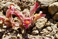 Corymb-Broomrape: parasitizing nearby sagebrush, this diminutive plant exists up to 9500’ on  volcanic ridges, like Meiss country, it has no need of leaves or chlorophyll