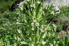Green-GentianMonument-Plant