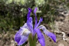 Western Blue Flag Iris- Meiss Col